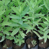 tree plantation ngo
