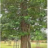 tree plantation ngo