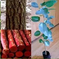 tree plantation ngo