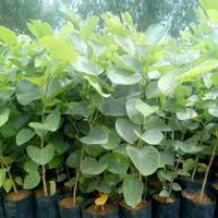 tree plantation ngo