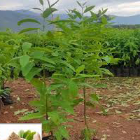 tree plantation ngo