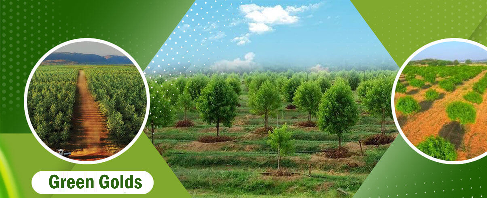 tree plantation ngos Bihar